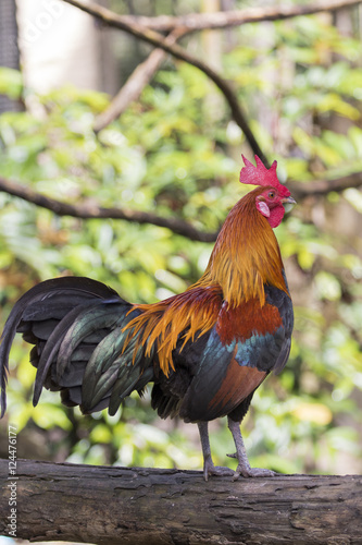 Image of a cock on nature background © yod67