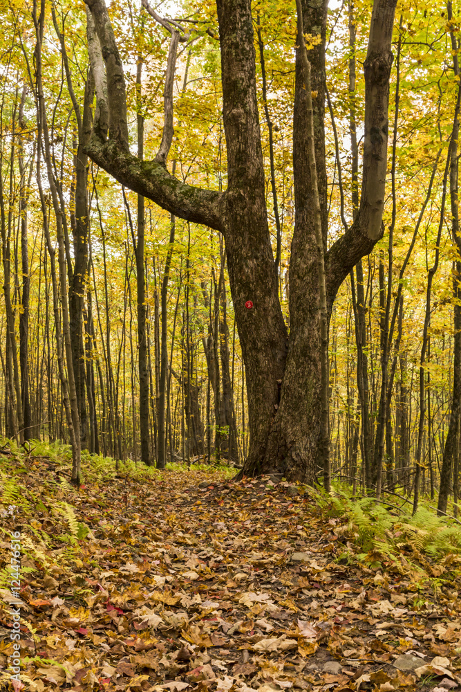 Obraz premium Looming Tree on Shaverton Trail