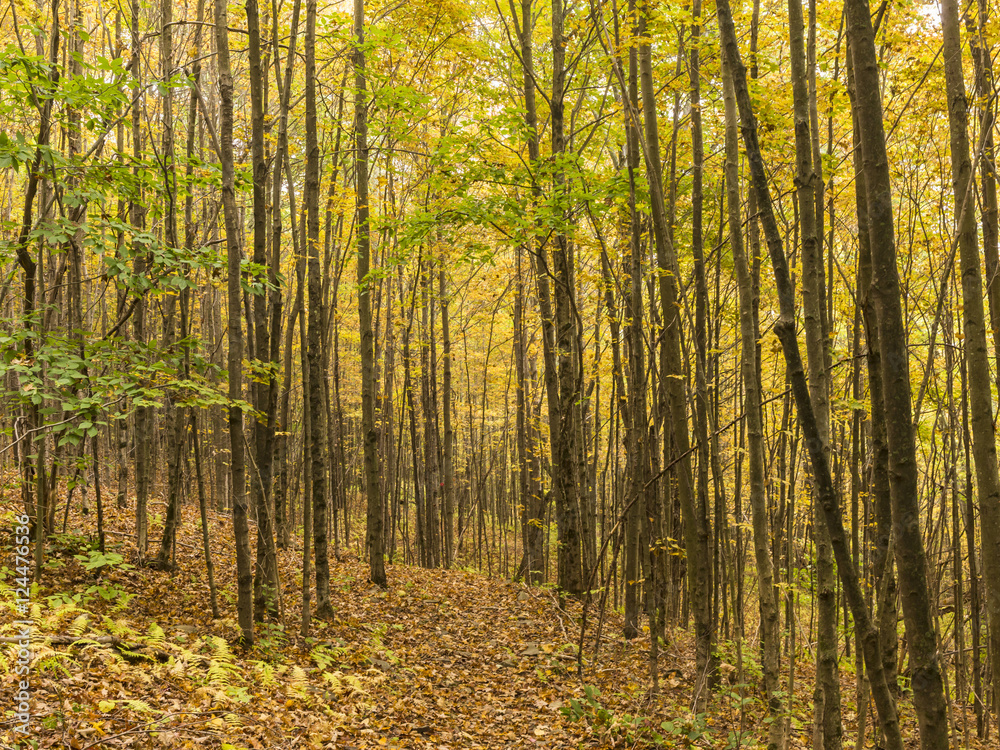 Shaverton Trail Forest