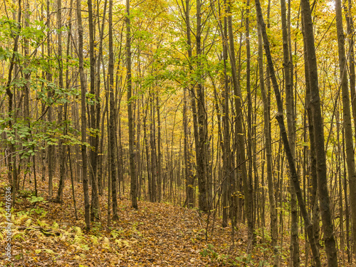 Shaverton Trail Forest © lightphoto2