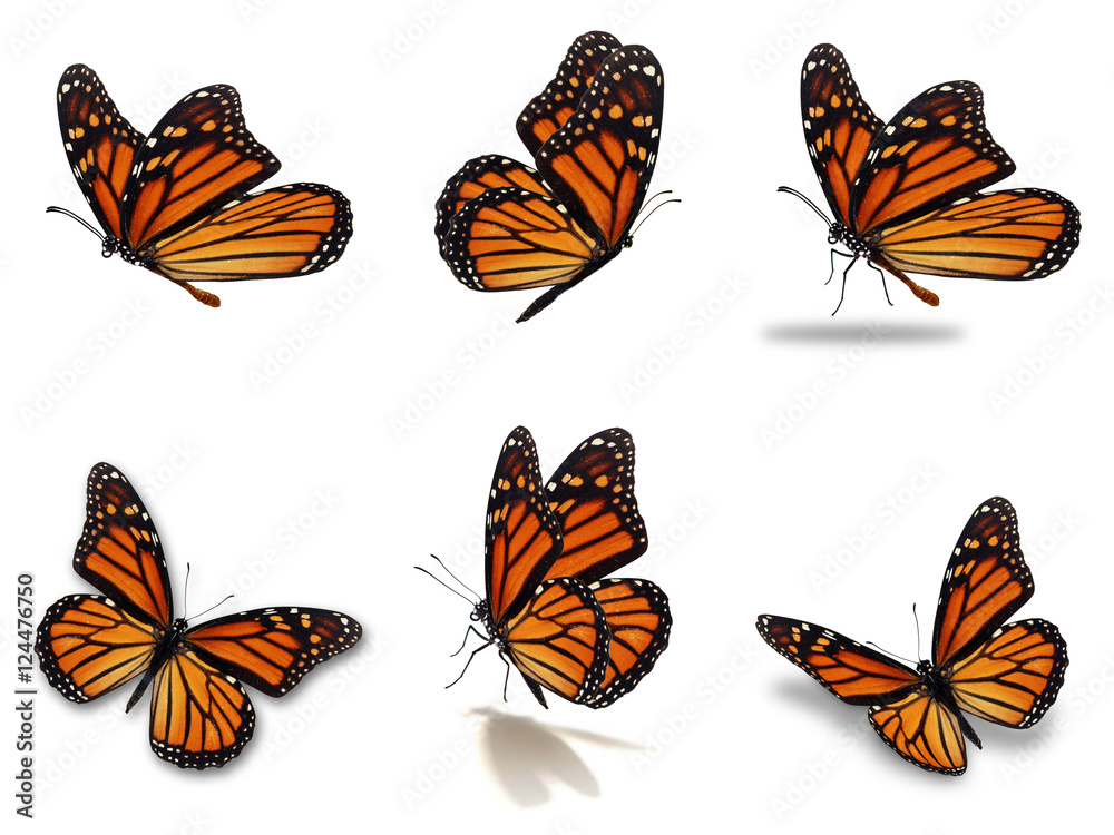 Naklejka premium zestaw motyli monarchy