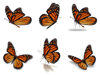 Poster Vlinder Collectie monarchvlinders in vlucht  © thawats
