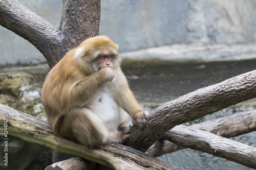 Image of a brown rhesus monkeys on nature background.