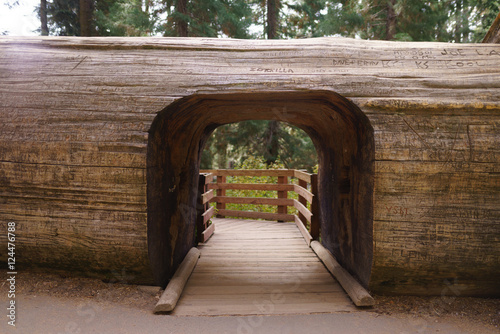 Fototapeta Naklejka Na Ścianę i Meble -  Log with Tunnel in Sequoia National Park