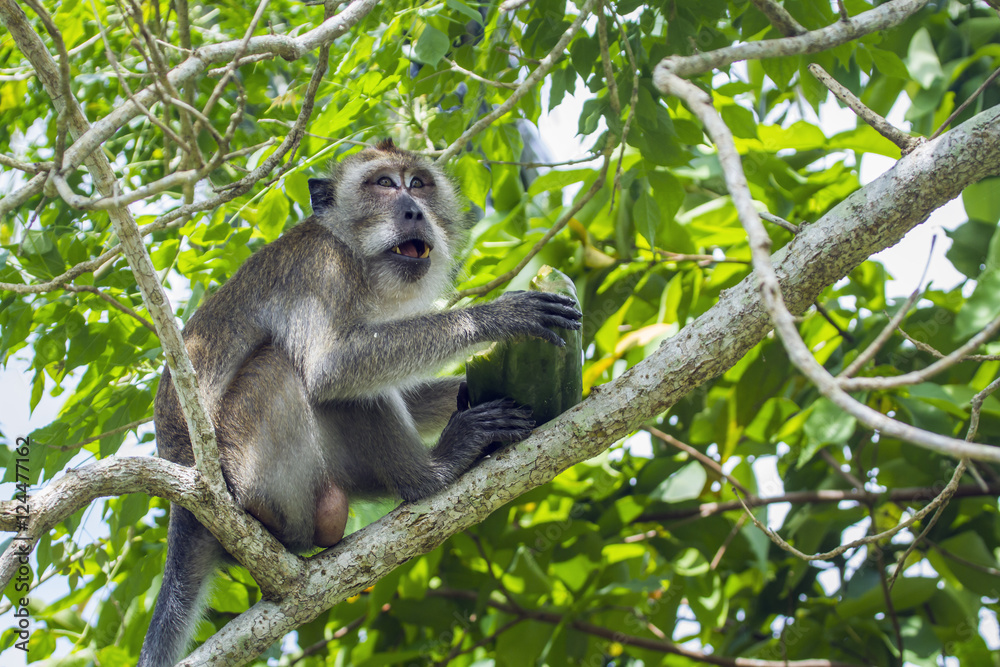 Crab-eating Macaque in Kho Muk, Thailand