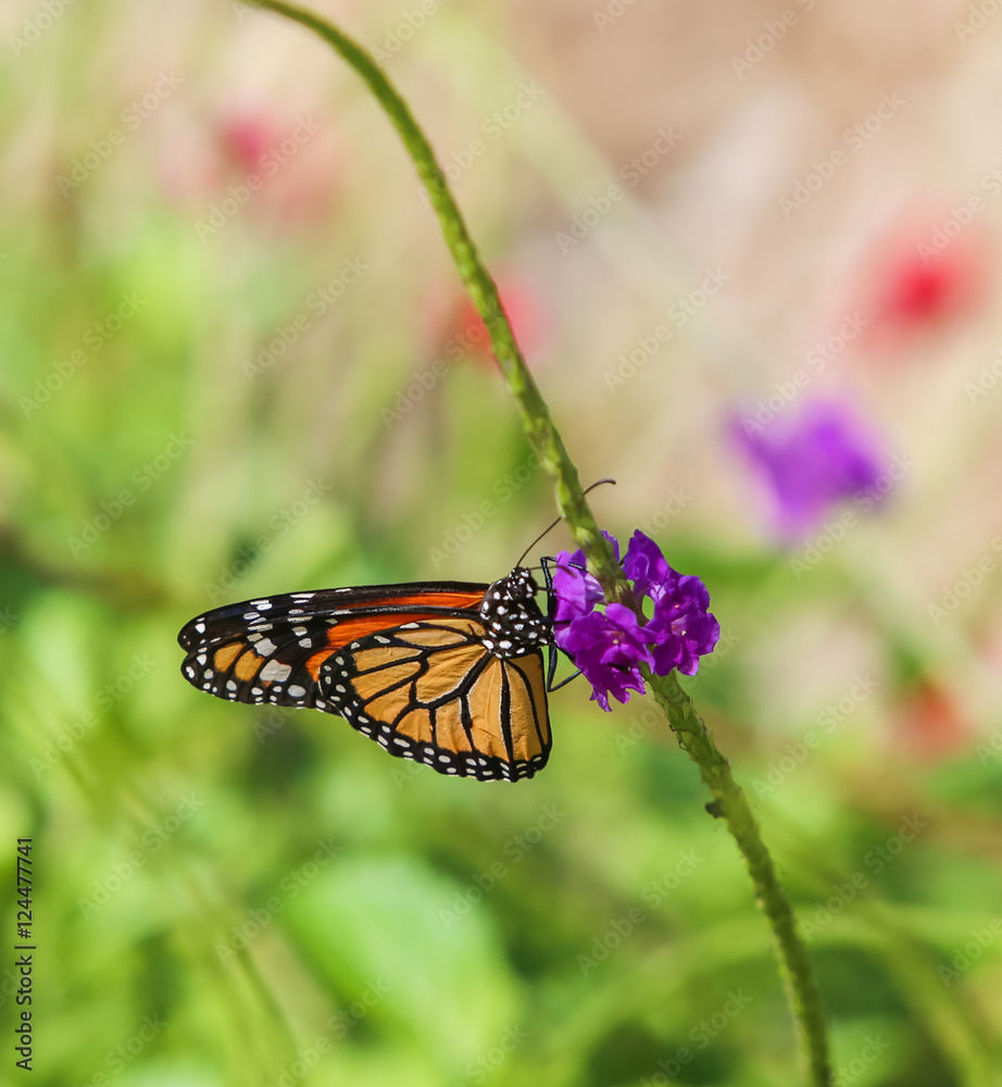 Fototapeta premium Monarch butterfly wrinkled wings