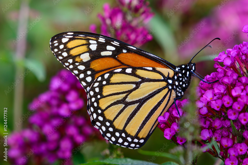 Fototapeta premium monarch (Danaus plexippus) sipping nectar from tiny lavender flo