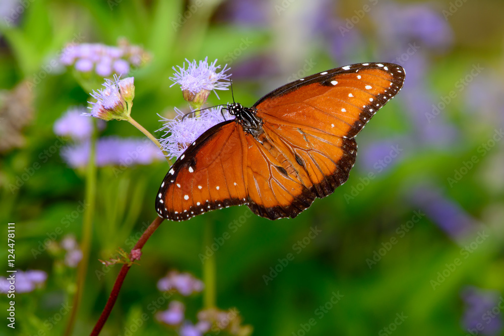 Naklejka premium queen butterfly (Danaus gilippus) on small lilac flower