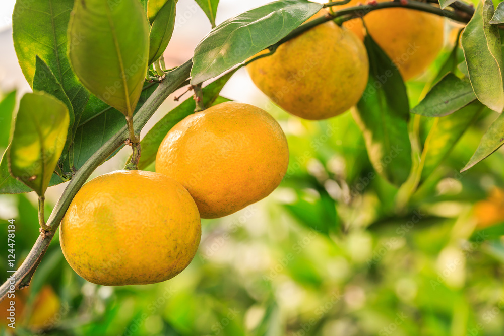 Fresh oranges grow on the tree,in fruit plantations