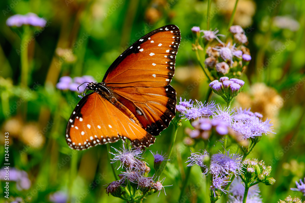 Obraz premium queen butterfly (Danaus gilippus)