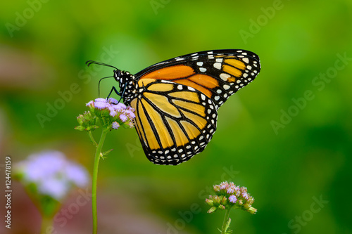 Monarch Autumn - Monarch gathering Nectar  from small lavender  © jwjarrett
