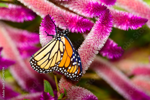 monarch (Danaus plexippus) photo