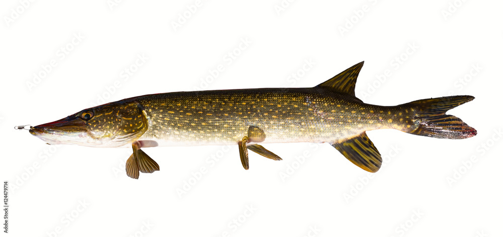 Pike fish isolated on white