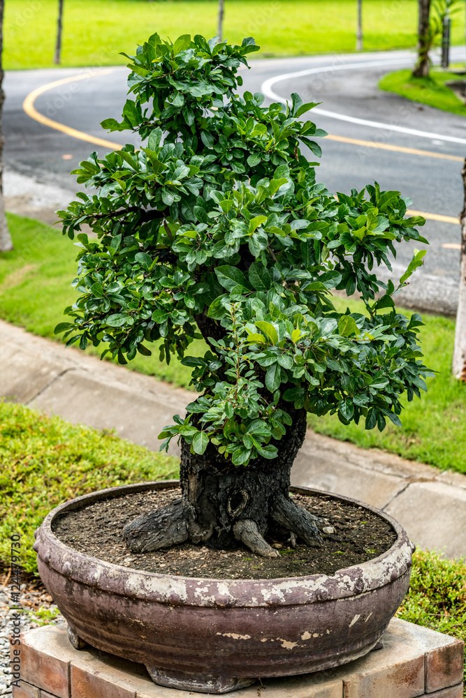 Green bonsai on blur background Green bonsai on blur background