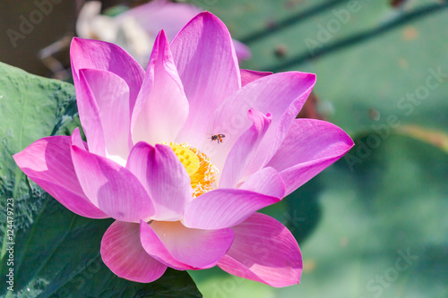 Flowers lotus pink. photo