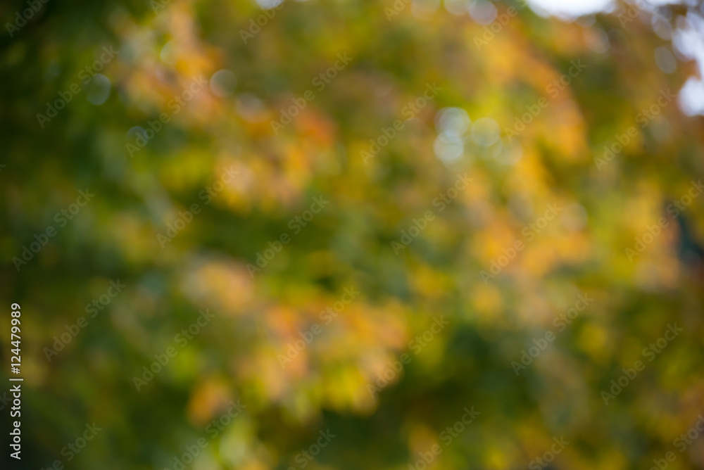 autumn background, bokeh effect
autumn background, bokeh effect