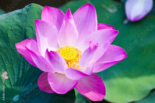 Flowers lotus pink. photo