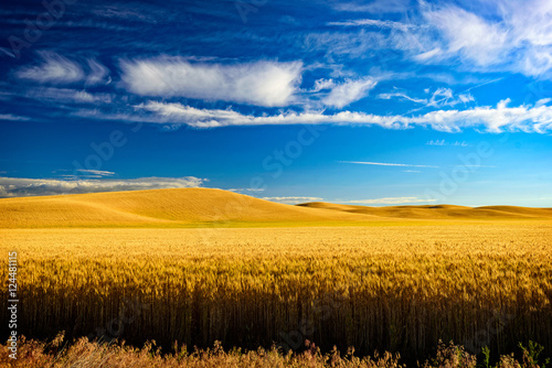 Some more of that Palouse Gold. photo