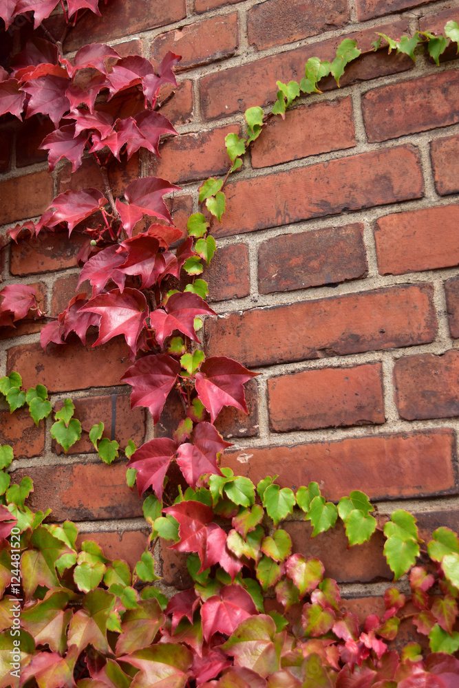 赤レンガの壁に色とりどりのアイビーのアップ Stock 写真 Adobe Stock