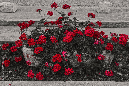 Fototapeta Naklejka Na Ścianę i Meble -  foto monocromatica bianco e nero con fiori rossi 1171