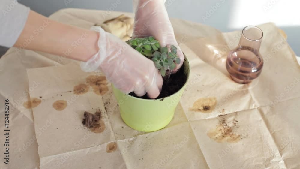 Woman planting plants