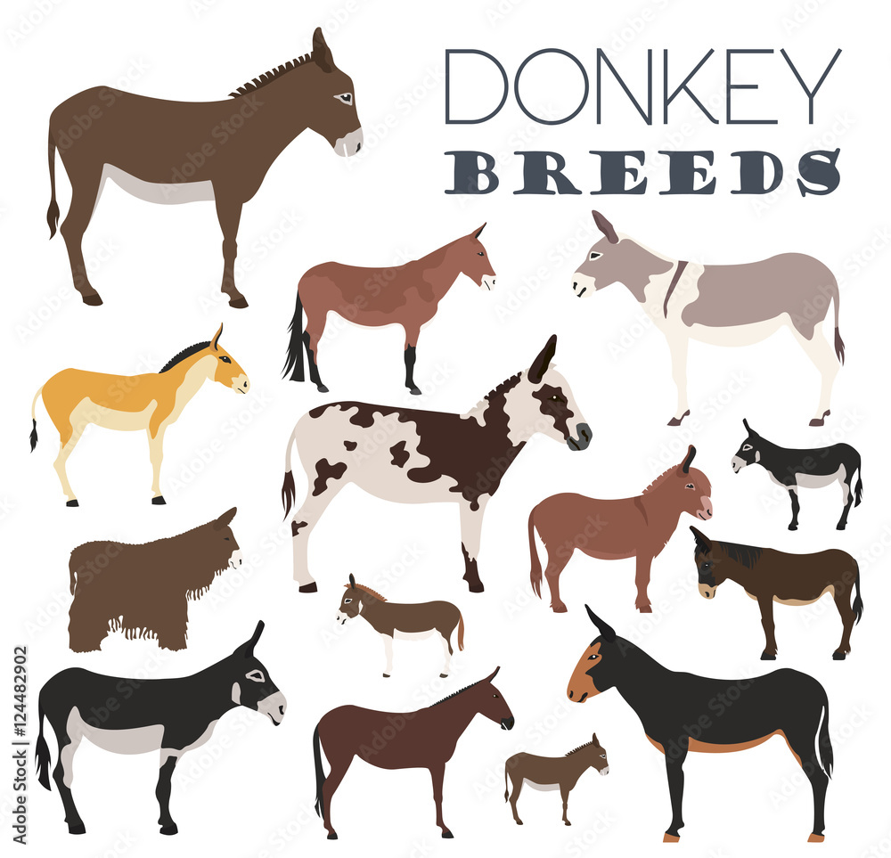 Donkey breeds icon set. Animal farming. Flat design