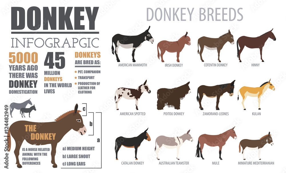 Donkey breeds infographic template. Animal farming. Flat design