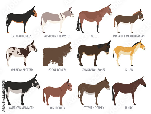Donkey breeds icon set. Animal farming. Flat design