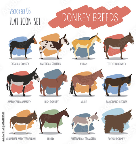 Donkey breeds icon set. Animal farming. Flat design