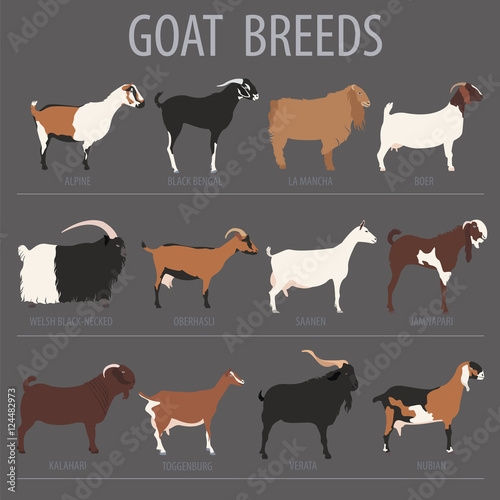 Goat breeds icon set. Animal farming. Flat design