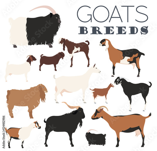 Goat breeds icon set. Animal farming. Flat design