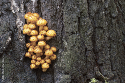 Pholiota aurivella mushroom