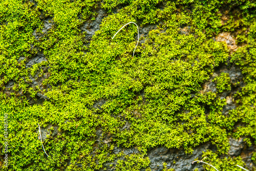moss covered rock background and texture