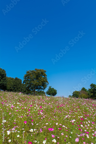 Wallpaper Mural コスモス畑 Torontodigital.ca