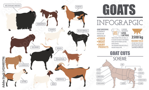 Goat breeds infographic template. Animal farming. Flat design