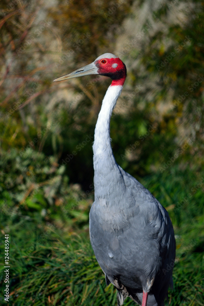 Naklejka premium Red White and Gray Sarus Crane Standing Outside