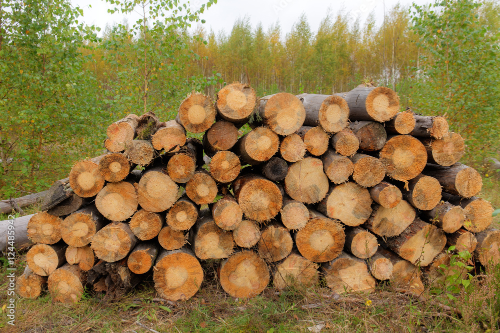 harvested logs in forest