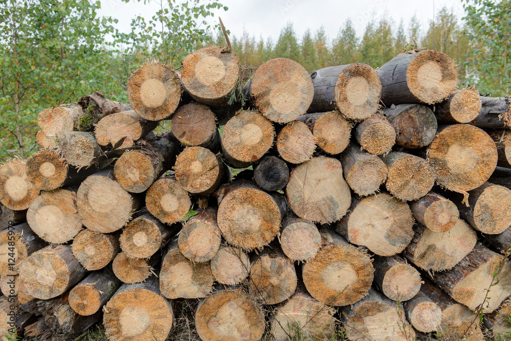 logs drying in forest