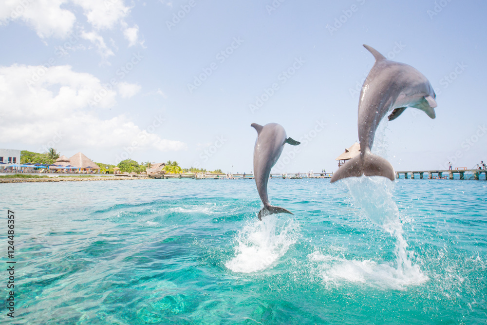 Obraz premium Two dolphins jumping from the ocean