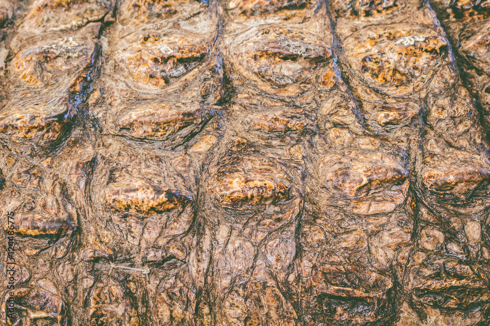 Naklejka premium Close-up of crocodile skin