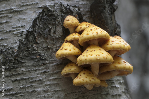 Pholiota aurivella mushroom photo