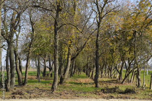 The Forest along the road in the fall. Yellowing leaves on the branches