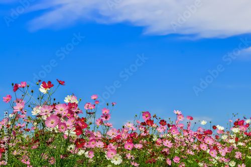 ピンク色と赤色のコスモスの花