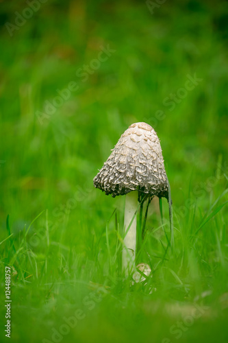 Shaggy ink cap mushroom