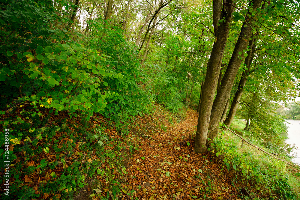 Obraz premium Path in the colorful forest