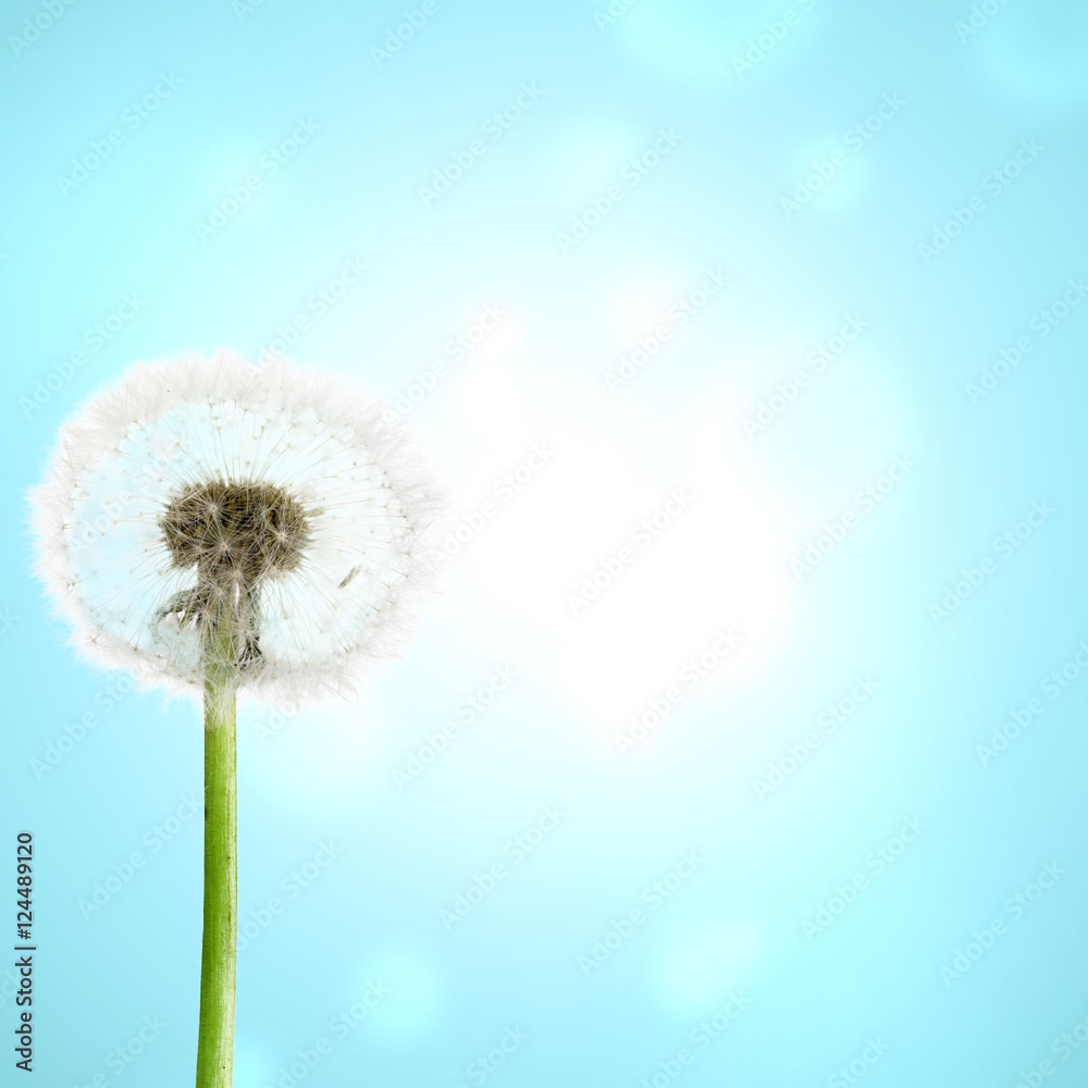 Fototapeta premium Dandelion
