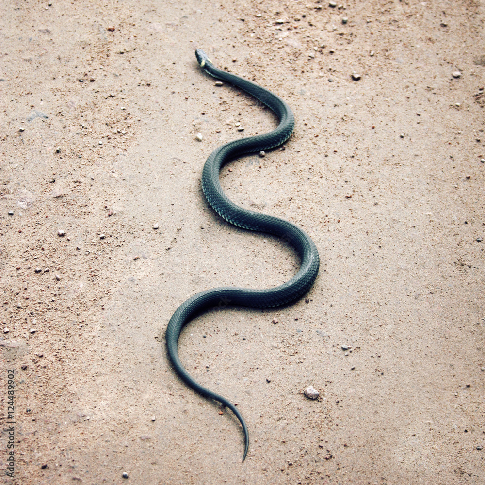 Grass snake crawling on the ground. Non-venomous reptile with yellow collar behind the head. Ringed snake on the country road in a warm sunny day. Island of Valaam, Republic of Karelia, Russia.