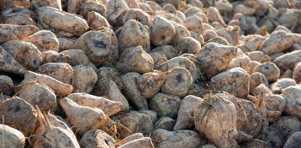 Just harvested sugar beets on a heap in the Netherlands