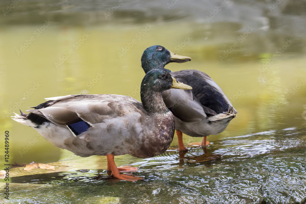 Obraz premium Image of two male mallard ducks (Anas platyrhynchos) standing on
