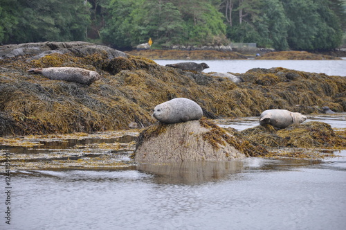 Seehunde bei Glengarriff, Irland